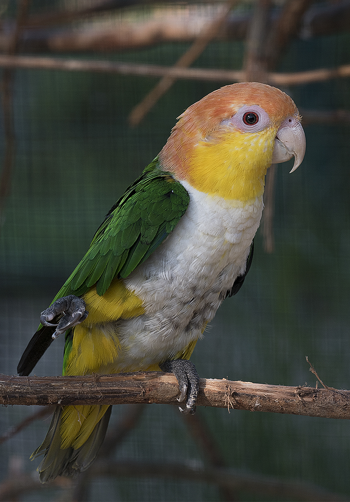 Schleswig Holstein Ostsee 09_2015 KA7_4469 als Smartobjekt-1 Kopie.jpg - Durch Zufall haben wir den Vogelpark Niendorf am Timmendorfer Strand entdeckt. Nachfolgend einige ausgewählte Bilder 